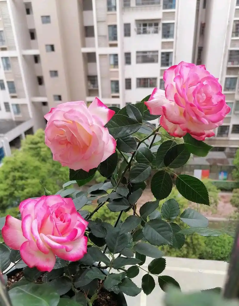 喜欢月季花,就养"摩纳哥公爵",颜值高,好养活,四季有花开