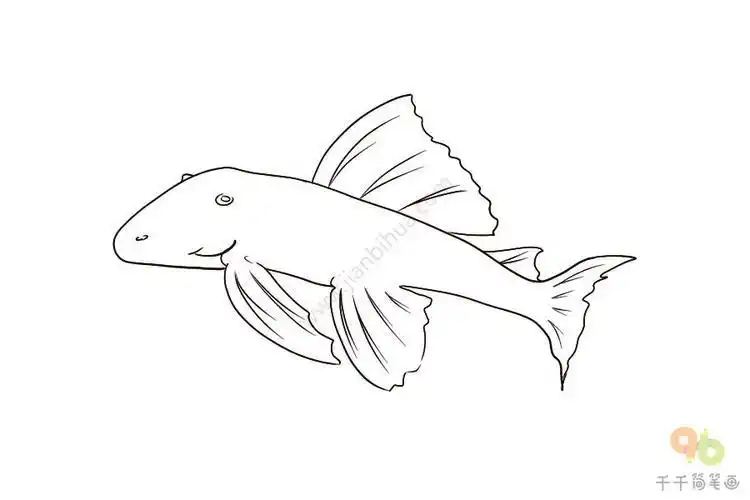 简笔画清道夫鱼怎么画