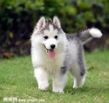 瞧瞧二哈小时候的萌照