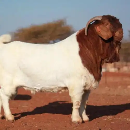 波尔山羊山区放养青年波尔山羊母羊园林圈养波尔山羊小羊