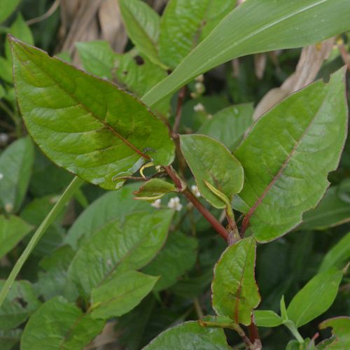 新鲜火炭母火炭藤火炭星白饭草中草药火炭母草500克包邮