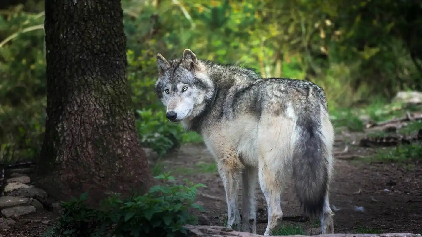 狼回头看,森林 4k