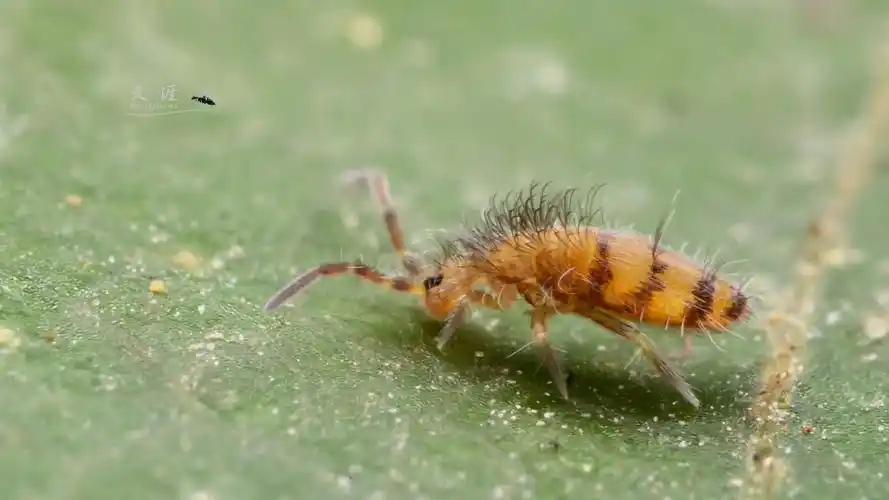 跳虫- 天涯442 - 图虫