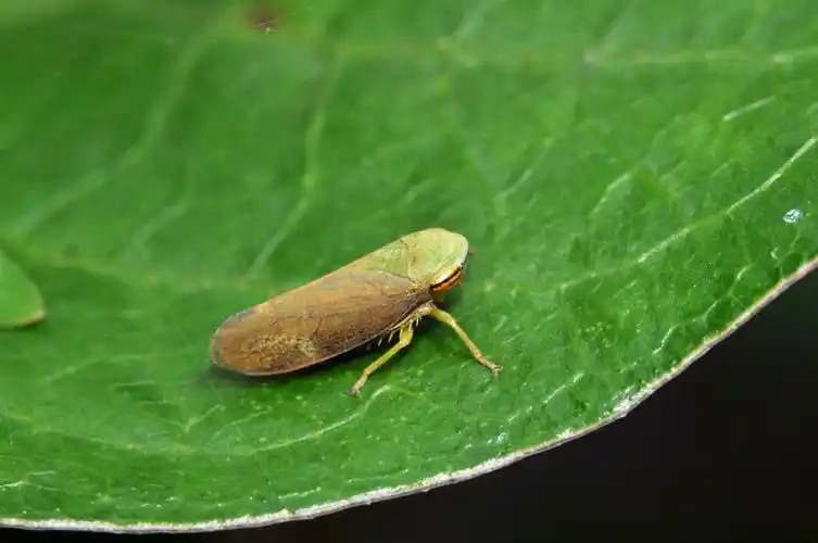 叶蝉科cicadellidae