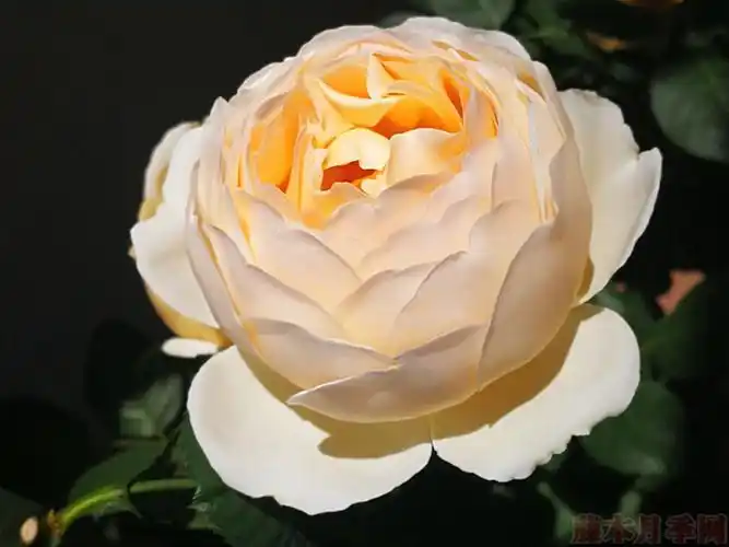 无名的裘德月季的优缺点