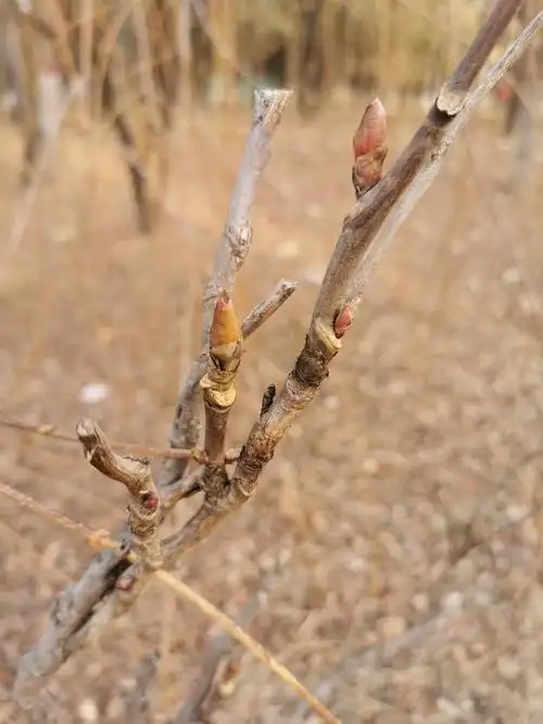 牡丹枝干资料(二)