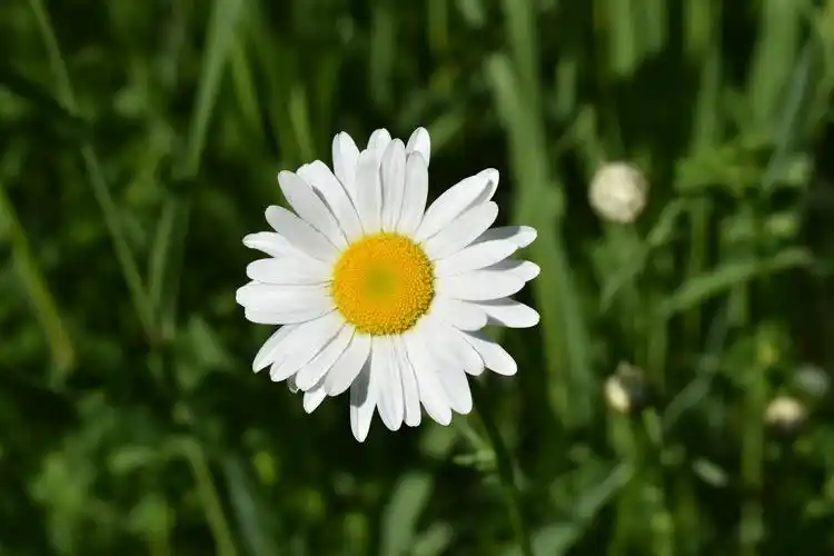 白色的小雏菊1152x864分辨率查看