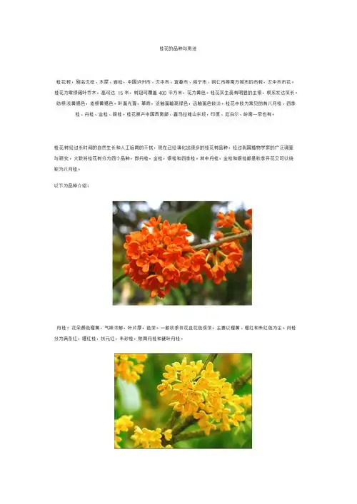 桂花树介绍与用途.docx