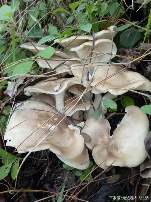 云南农人们可以卖哪些野生菌增加收入?