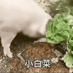 几天没见我想拱拱你(猪拱小白菜)