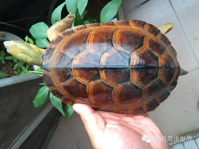 杂交龟类你一定不知道的事多图已绝版