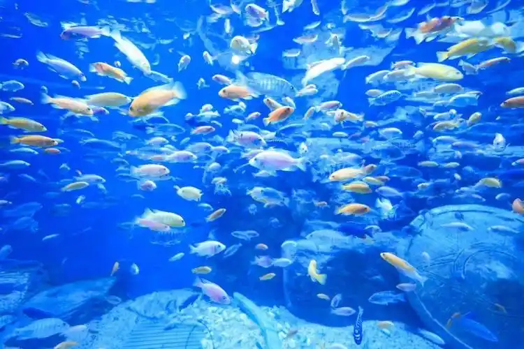 这一幕美不胜收无数鱼儿身披繁星般朝你游来与五光十色的海底世界来拍