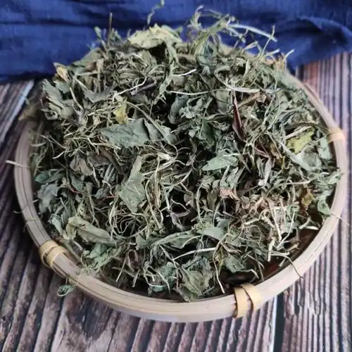 每天学一味中药紫花地丁