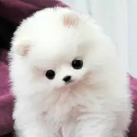 狗狗博美头像图片大全图片_微信头像图片大全