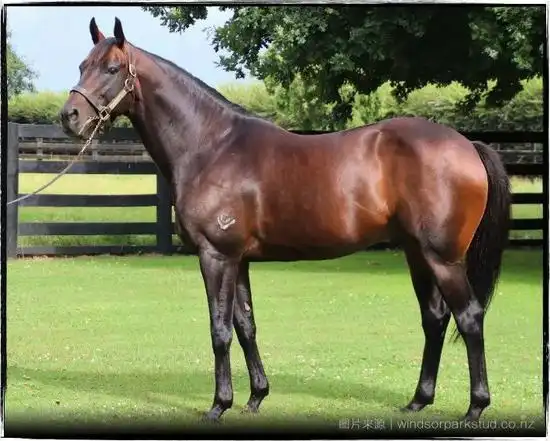 种马介绍蒙古可汗mongoliankhan