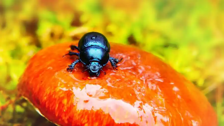 屎壳郎图片-动物壁纸-高清动物图片-第14图-娟娟壁纸