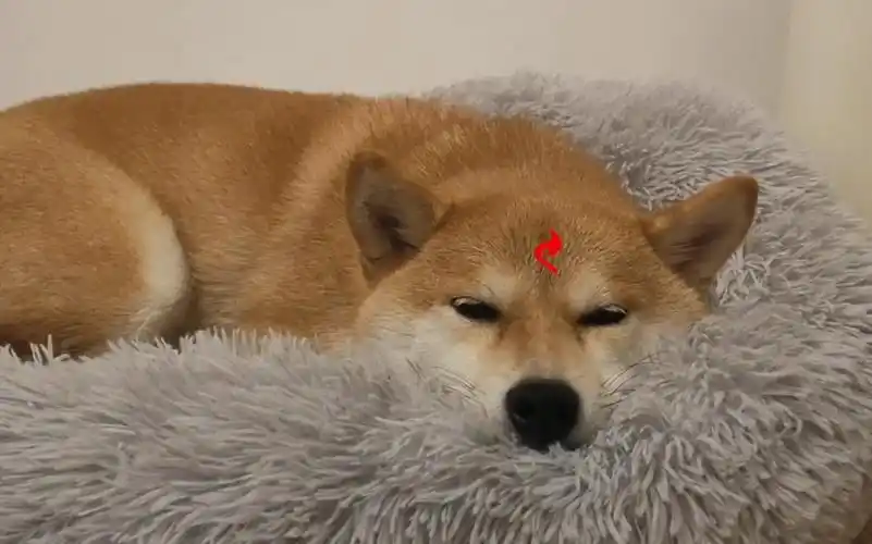 柴犬小狐狸三生三世枕上书白凤九附体当化身为小狐狸的我从阿兰若之梦