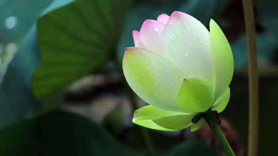 荷塘里含苞待放的荷花桌面壁纸