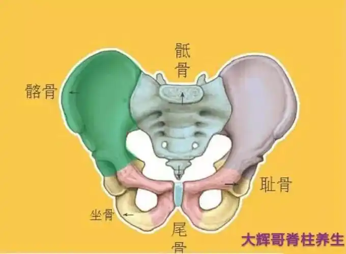 《一方中医健康科普》原来骨盆健康对人体有这么大的影响?