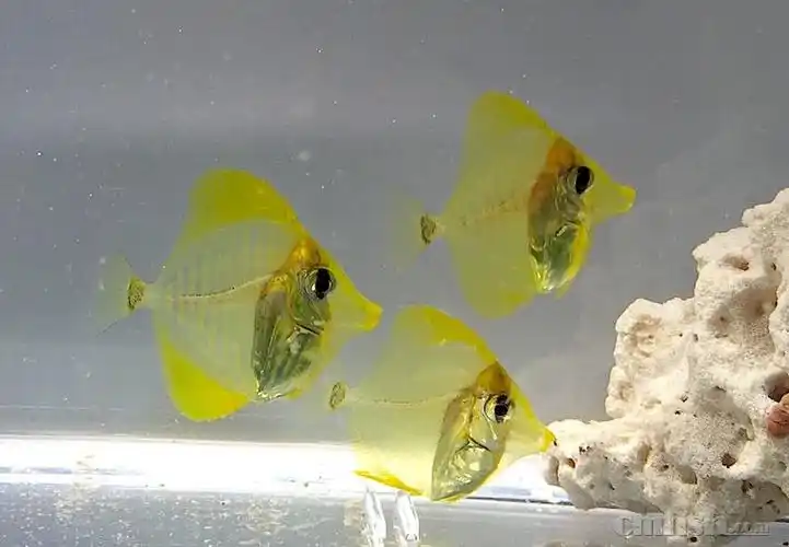 yellow-tang-captive-bred.jpg