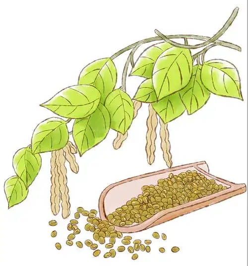 五谷杂粮手绘插画