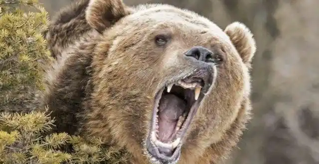 为什么说"一猪二熊三老虎",野猪真有这么强大吗?