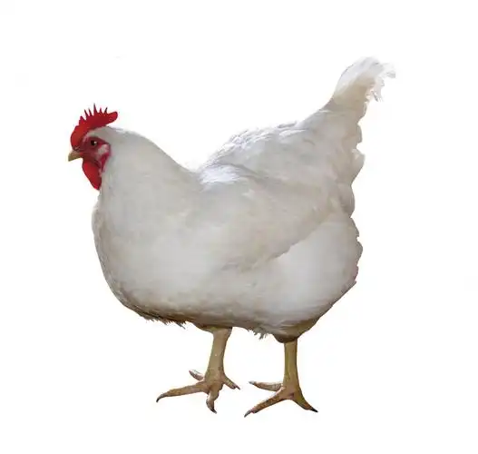 胖胖的母鸡图片