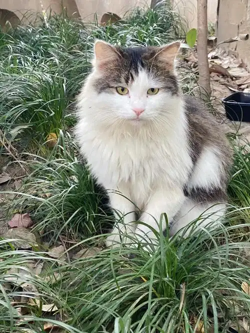 【上海领养】高颜值长毛狸花加白小公喵找家