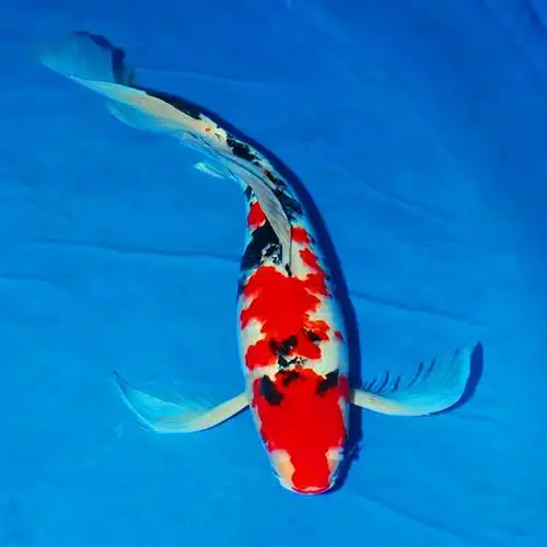 观赏鱼红白三色长尾龙凤锦鲤鱼