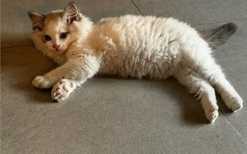 没见过香蕉的小土猫