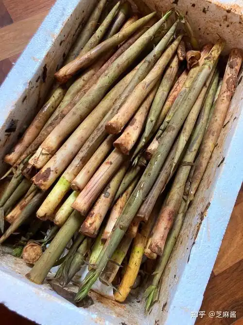 竹笋 各种品种的春笋,我最喜欢的是这种带点嫩绿的野生小春笋