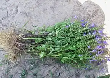 夏枯草的功效与作用及禁忌