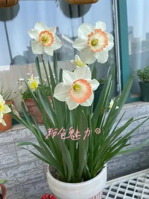 2021冬种的几种洋水仙