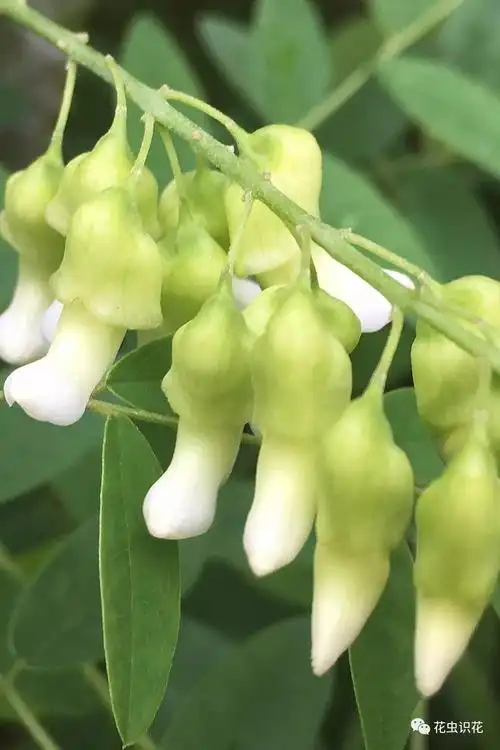 苦参(豆科 苦参属)