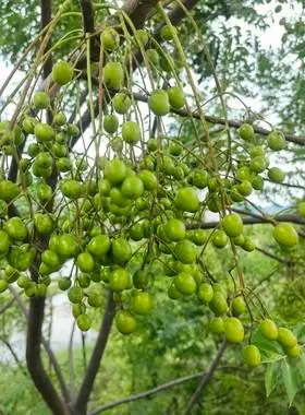 现采苦楝子川连子苦莲子金铃子