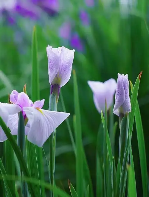 6,菖蒲的花语和寓意菖蒲的花朵是个白色,代表着纯洁高尚,它们一般生长
