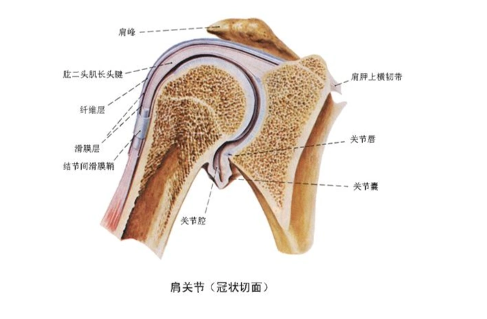 肩关节 - 搜狗百科