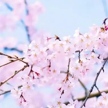 樱花微信头像图片大全 微信头像图片大全 -【爱个性】