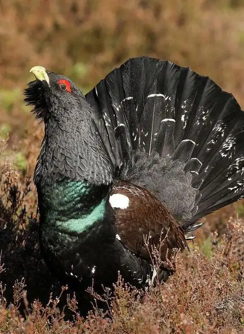 鸡形目·雉科:普通松鸡