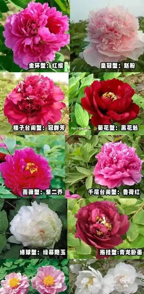 观赏牡丹九大色系,十大花型,1237个品种