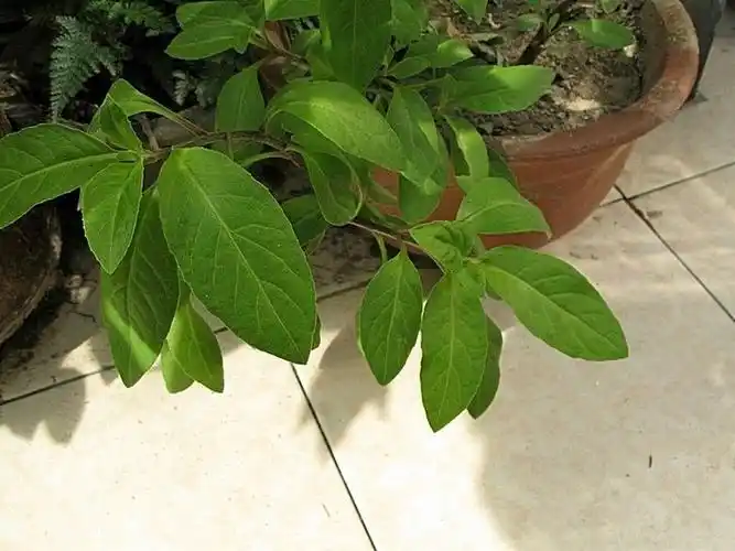 p>明月草(gynura divaricata (l.) dc.[gynura ovalis dc.