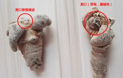 三七带帽是什么意思 与滑头三七的区别