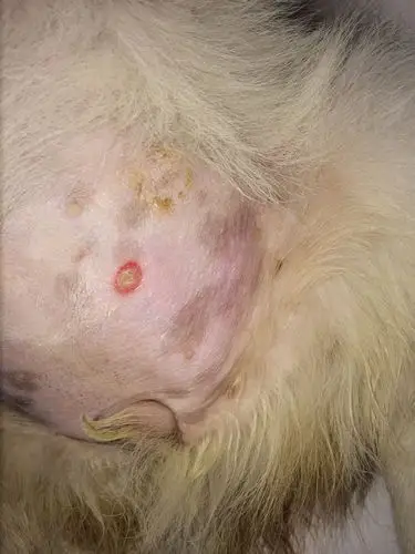 小狗二个多月,肚子上长了脓包,围着脓包的边上是红色的.