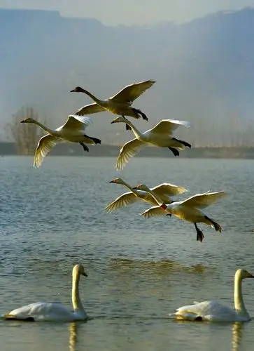 我来了(飞版天鹅一组)