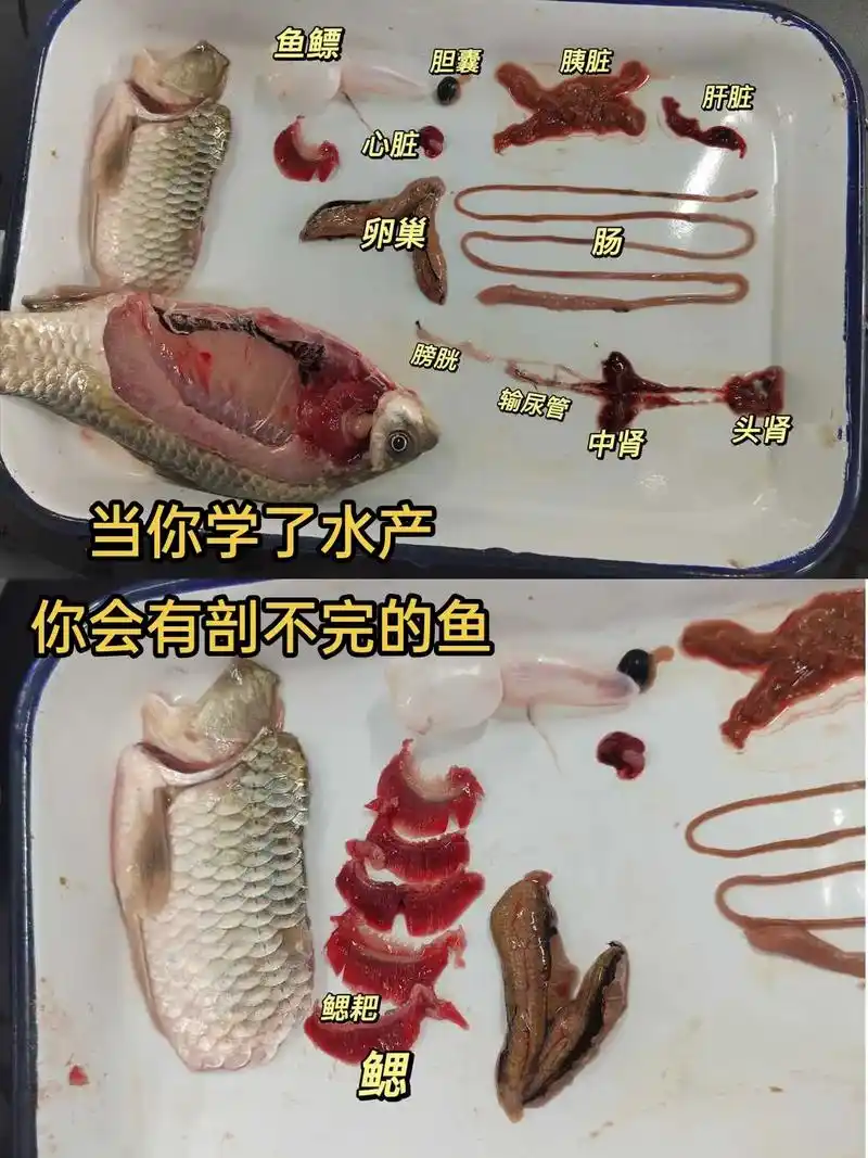 鱼的各个部位名称及作用图片 - 抖音