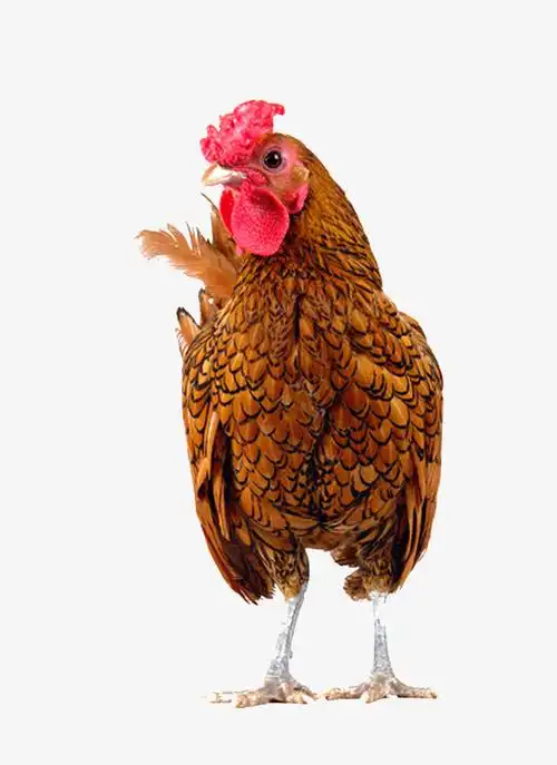 大公鸡图片