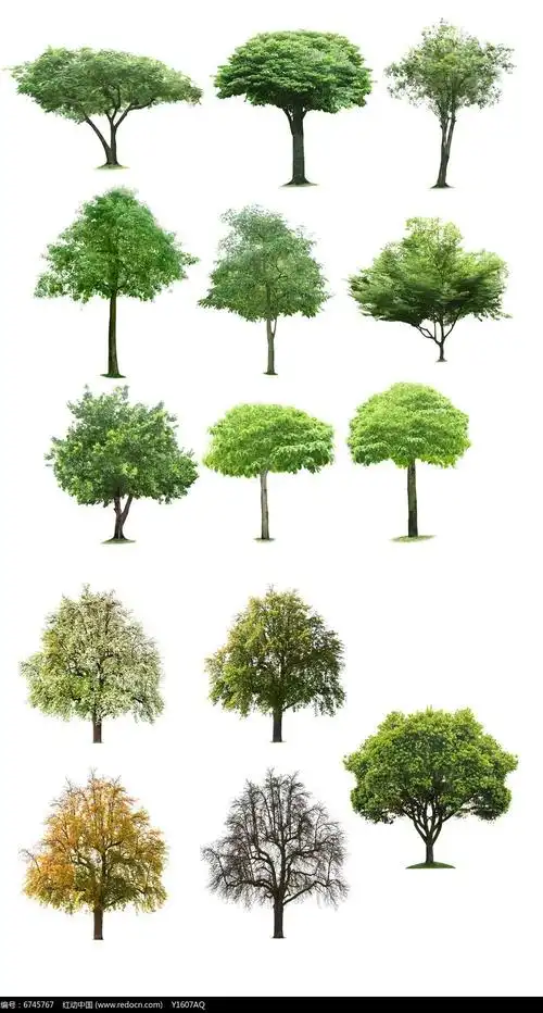 14款大乔木立面素材
