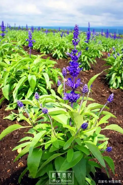 「干货贴」看完秒懂真正的"薰衣草"!