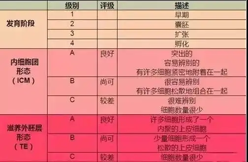 试管婴儿中,什么样的胚胎移植后成功率?