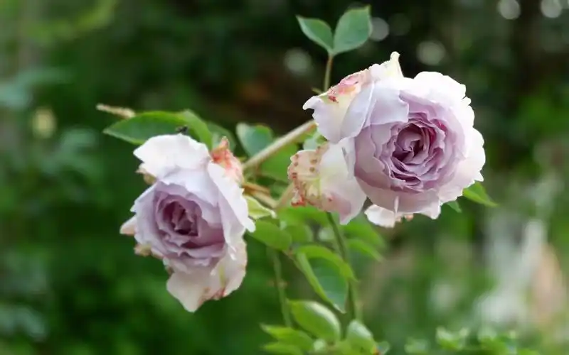 【植物】月季——路西法,第一次话有点多,说好的小视频变四分钟了